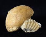 Terebratula ampulla (BROCCHI 1814) - Bild © FossNet FossilienStore